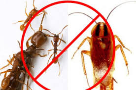 Tự chế thuốc diệt gián kiến không độc hại tại nhà